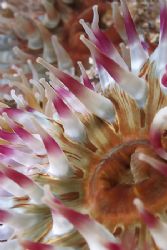 Dahlia anemone. Scotland. D200, 60mm. by Derek Haslam 